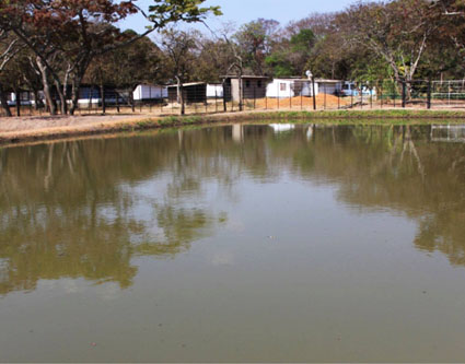 Fish Pond